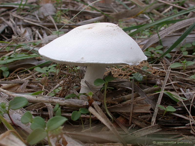Funghi delle dune e retrodune...